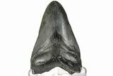 Bargain, Fossil Megalodon Tooth - South Carolina #165411-2